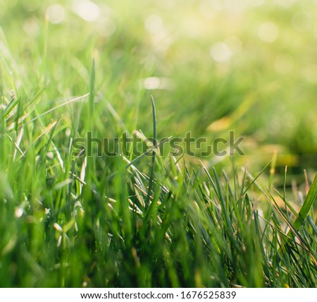 Spring or summer and grass field with sunny background. Natural background.