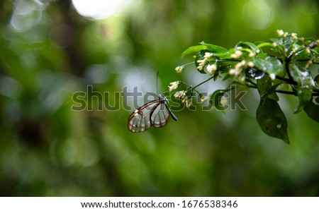Glasswing Butterfly Greta Oto brush footed transparent butterfly sitting on a flower blossom in Costa Rica Monteverde Cloud forest Rainforest jungle  Royalty-Free Stock Photo #1676538346
