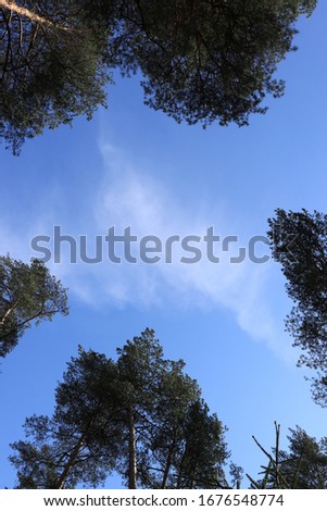 white clouds above the treetops against a blue sky