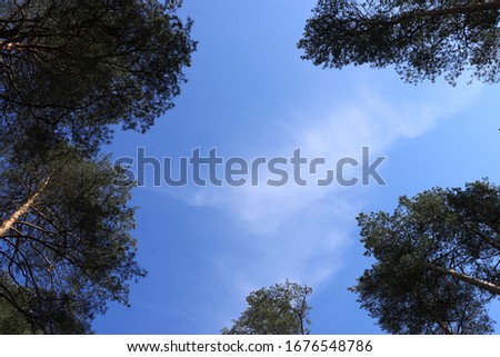 white clouds above the treetops against a blue sky
