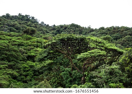 Monteverde Cloud Forest Costa Rica Rainforest cloudy jungle top view wet moist moss covered trees  Royalty-Free Stock Photo #1676551456