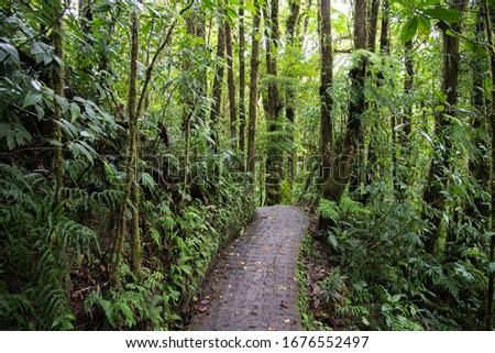 Monteverde Cloud Forest Costa Rica cloudy jungle trail path through the overgrown wet green Rainforest  Royalty-Free Stock Photo #1676552497