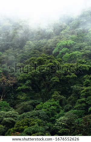 Monteverde Cloud Forest Costa Rica Rainforest cloudy jungle hill wet moist moss covered trees mist fog Royalty-Free Stock Photo #1676552626