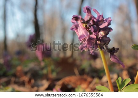 Closeup of spring purple bird, fumewort flower corydalis solida in the forest. Honey and medicinal plant