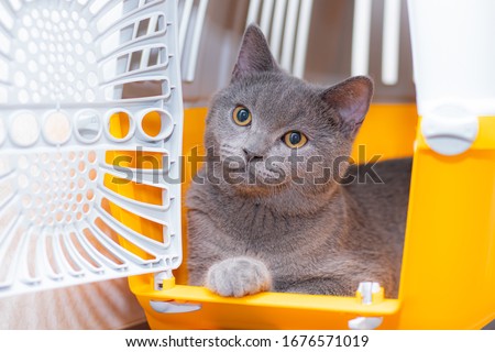 The cat is sitting in an animal carrier . Pet. Transportation of animals. Article about animal transportation. The safety of a pet. Royalty-Free Stock Photo #1676571019