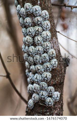 white group of lice/aphids madagascar