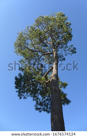 A striking low-angle view of the conifer Loblolly Pine, Pinus taeda from the Southeastern US against a blue sky Royalty-Free Stock Photo #1676574124