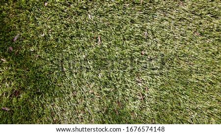 Photo of Grass as Background