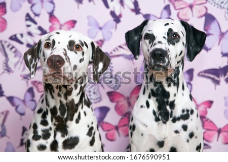 The portraits of two Dalmatian dogs (liver spotted and black spotted) posing together indoors on a pink wallpaper background with butterflies