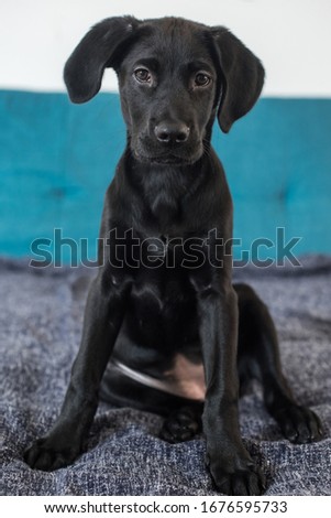Black labrador puppy with pink scarf