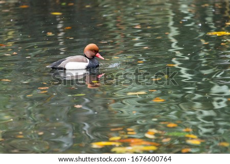 A brown-headed, red-eyed duck floating in a park pond