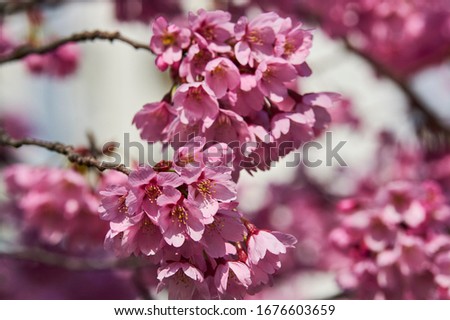 Blooming Sakura and blue sky