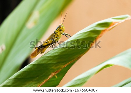A close up bokeh with grain picture of "belalang kunyit" or Javanese grasshopper on turmeric leaves.