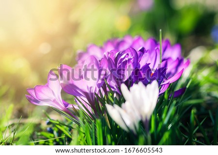 White crocus flower hidden among purple crocuses in garden, awakening in spring to the warm gold rays of sunshine