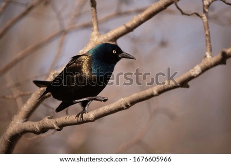 The yellow of the grackle’s eye stands out as it balances on a tree branch