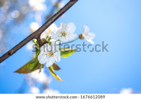 View of close up of cherry blossom in spring