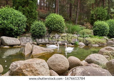 White swans in a park pond