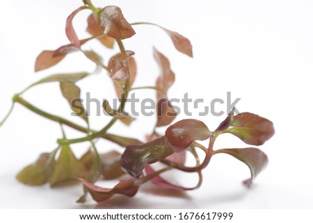'Ludwigia repens' also known as Water Primrose, a freshwater aquarium plant originated from North America