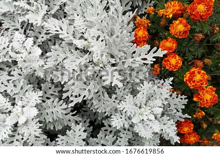 Elegant silver cineraria in macro. Jacobian seaside, ashy godson or cineraria seaside. The texture is unusual carved leaves painted in silver color, with the addition of bright orange flowers. 