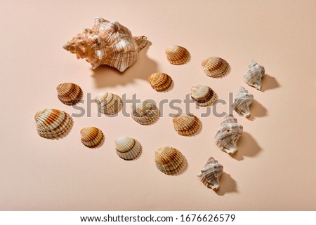 Mix of sea shells on paper background