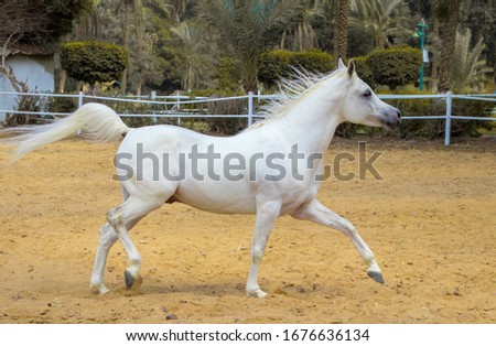 portrait of the Arabian running horse
