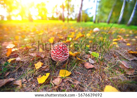 red tadstool in the forest, autumn, sunset