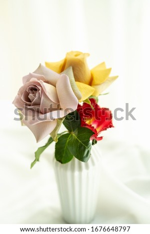 Nature of rose flower in jar using as background natural flora valentine's day wallpaper
