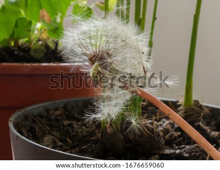 A dandelion seed head with partially dispersed seeds.