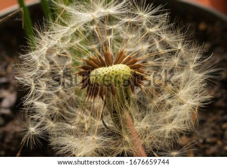 Close-up detail of a dandelion seed head with parachute seeds.