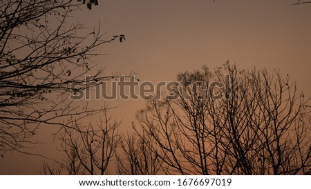 Backlit photos of the evening sun . And orange sunset sky with the silhouettes of dry trees in the nature.