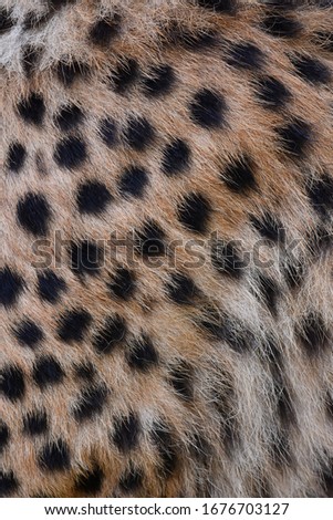 Striped background image of a cheetah with a beautiful fur