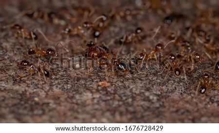 Big-Headed Ants of the Genus Pheidole