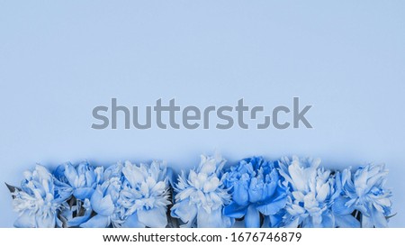 border of peony flowers on a  blue background with a copy space tinting classic blue color