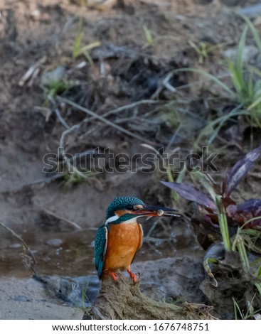 Portrait of common kingfisher bird with fish siting on the branch of tree