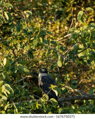 Portrait of Crested serpent eagle bird sitting on tree and performing action
