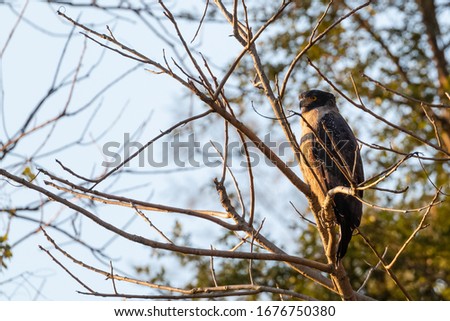 Portrait of Crested serpent eagle bird sitting on tree and performing action