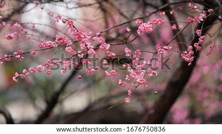 The pretty blossom blooming in the park in spring