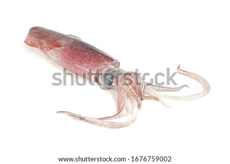 squid isolated on white background  Royalty-Free Stock Photo #1676759002