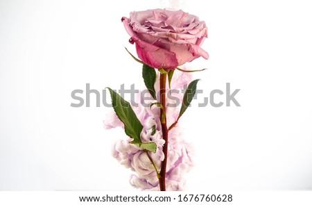 pink paint around pink rose in water