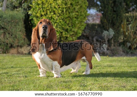 Beautiful Basset Hound purebred dog Royalty-Free Stock Photo #1676770990