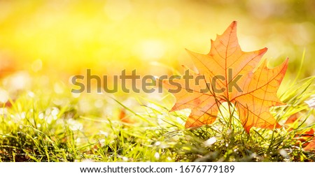 Colorful autumn leaves yellow fall, sun background. Concept Change of season.