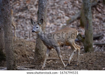Roebuck (Capreolus capreolus) in the forest, early spring