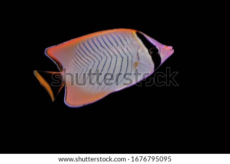 The chevron butterflyfish (triangulate butterflyfish,V-lined butterflyfish) on isolated black background. Chaetodon trifascialis is a species of butterflyfish in family Chaetodontidae