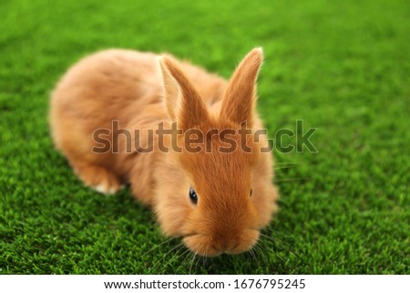 Adorable fluffy bunny on green grass, closeup. Easter symbol