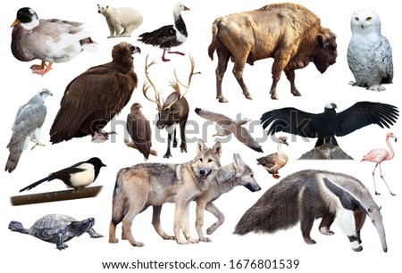 Set of brown bear and other North American animals. Isolated on white background with shade