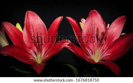 A photograph of two red lilies in front of a black backdrop. 