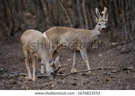 Roe deer group in the oak forest
