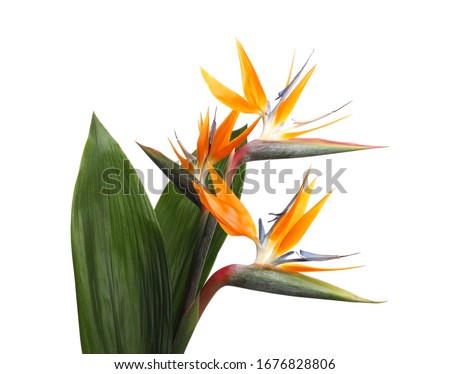 Bird of Paradise tropical flowers isolated on white Royalty-Free Stock Photo #1676828806