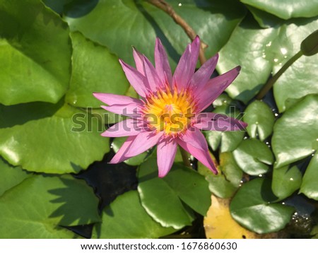 A pink lotus in a small basin.