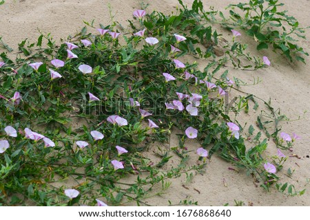 Field bindweed, or Convolvulus arvensis, or Possession vine herbaceous perennial plant with fully open blooming white flower, growing surrounded with green leaves on a pile of sand